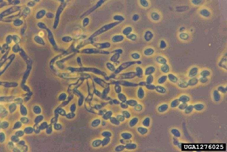 Metarhizium anisopliae