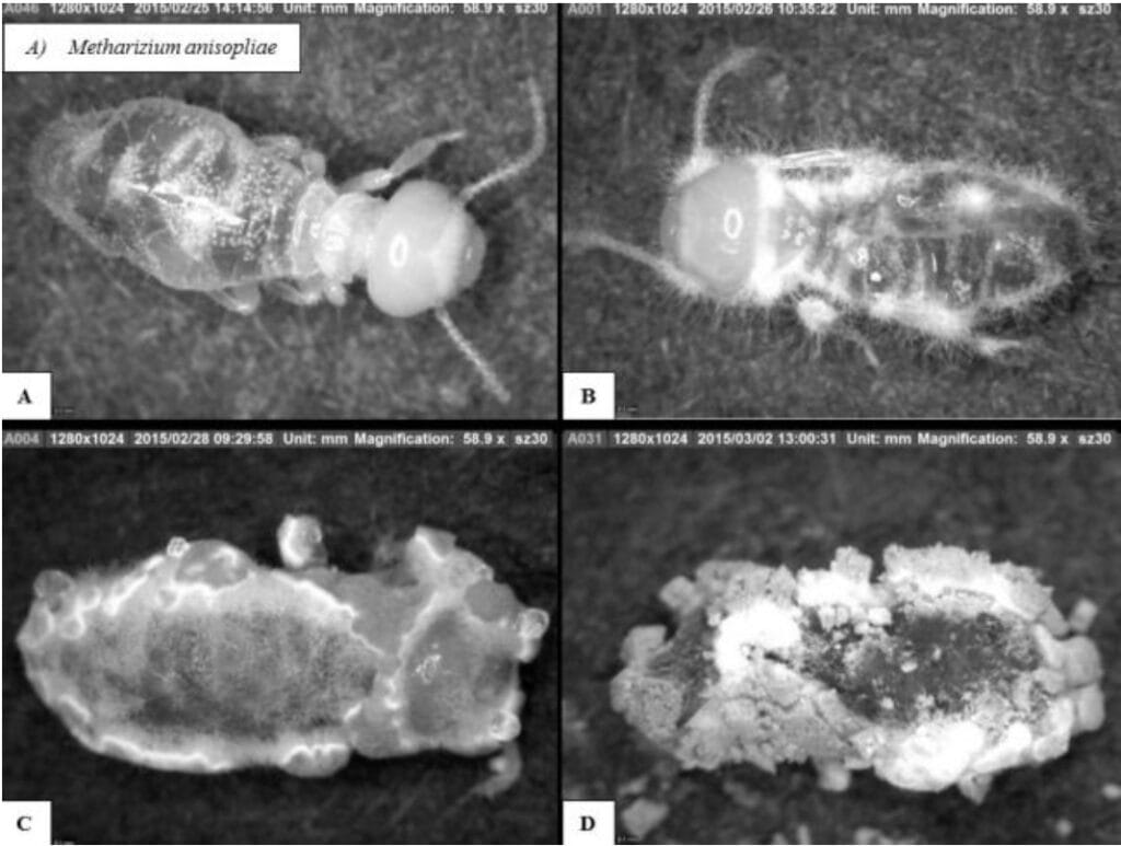 metarhizium anisopliae