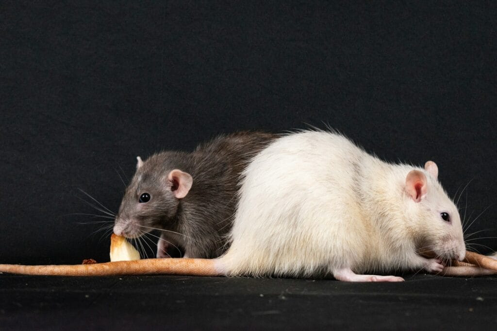 A couple of rat eating a piece of bread