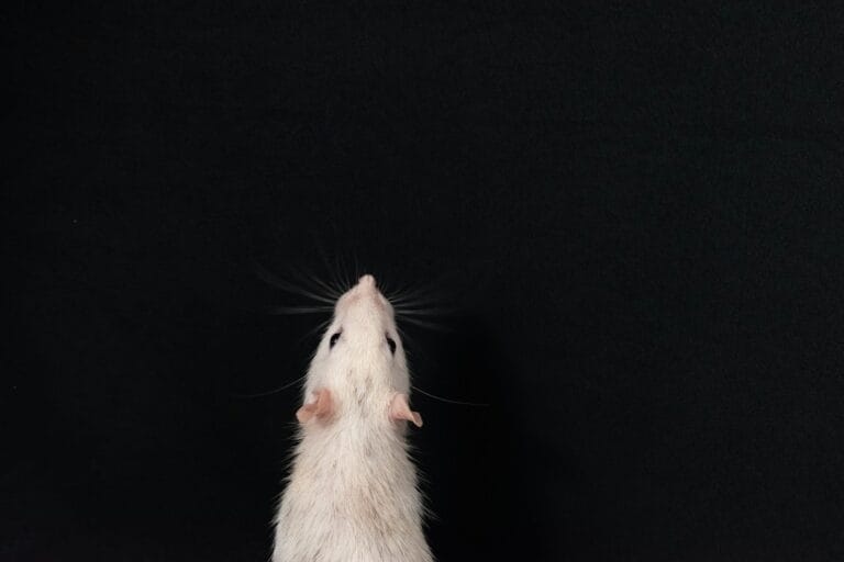 a white rat sitting on top of a table