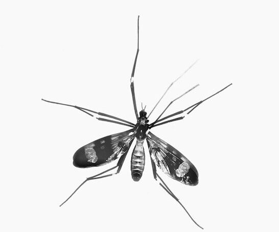 black and white moth on white surface
