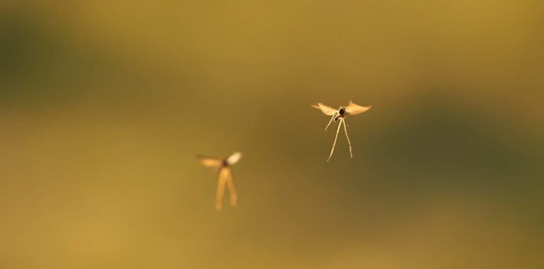a couple of small birds flying through the air