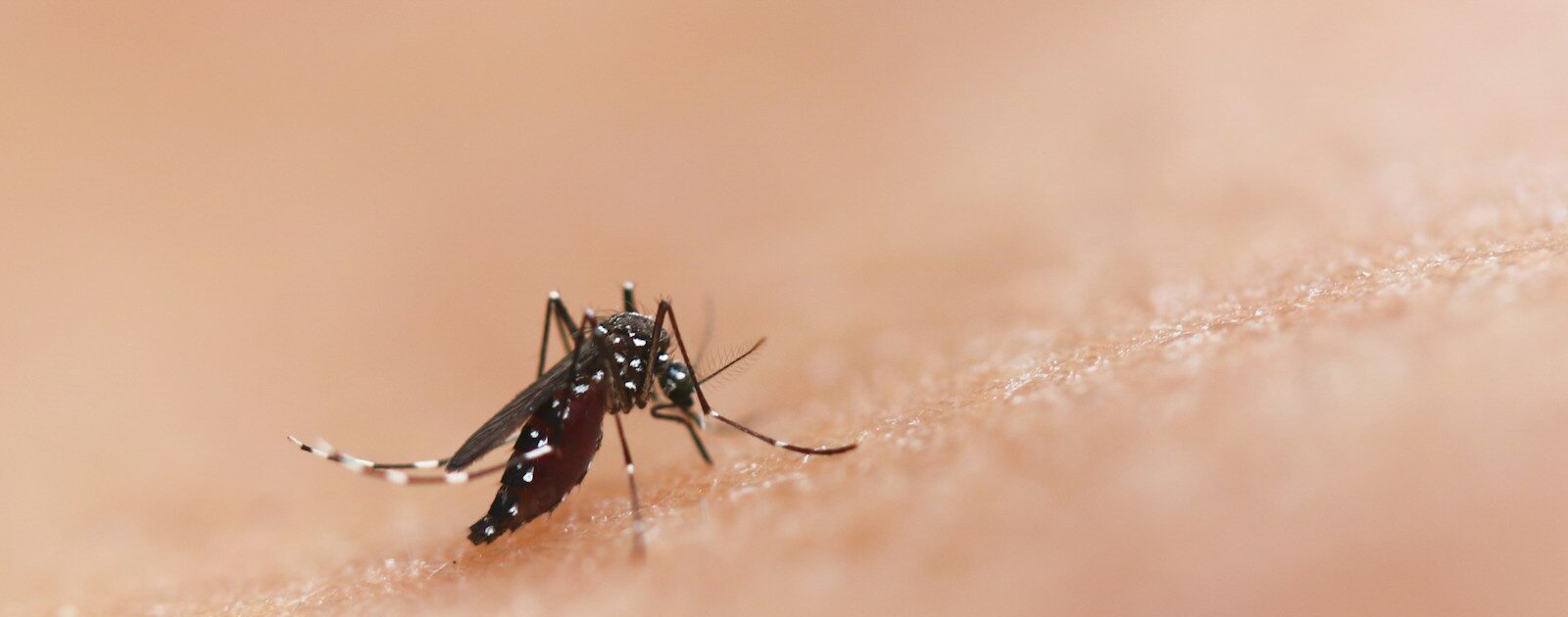 a close up of a mosquito on a human's skin