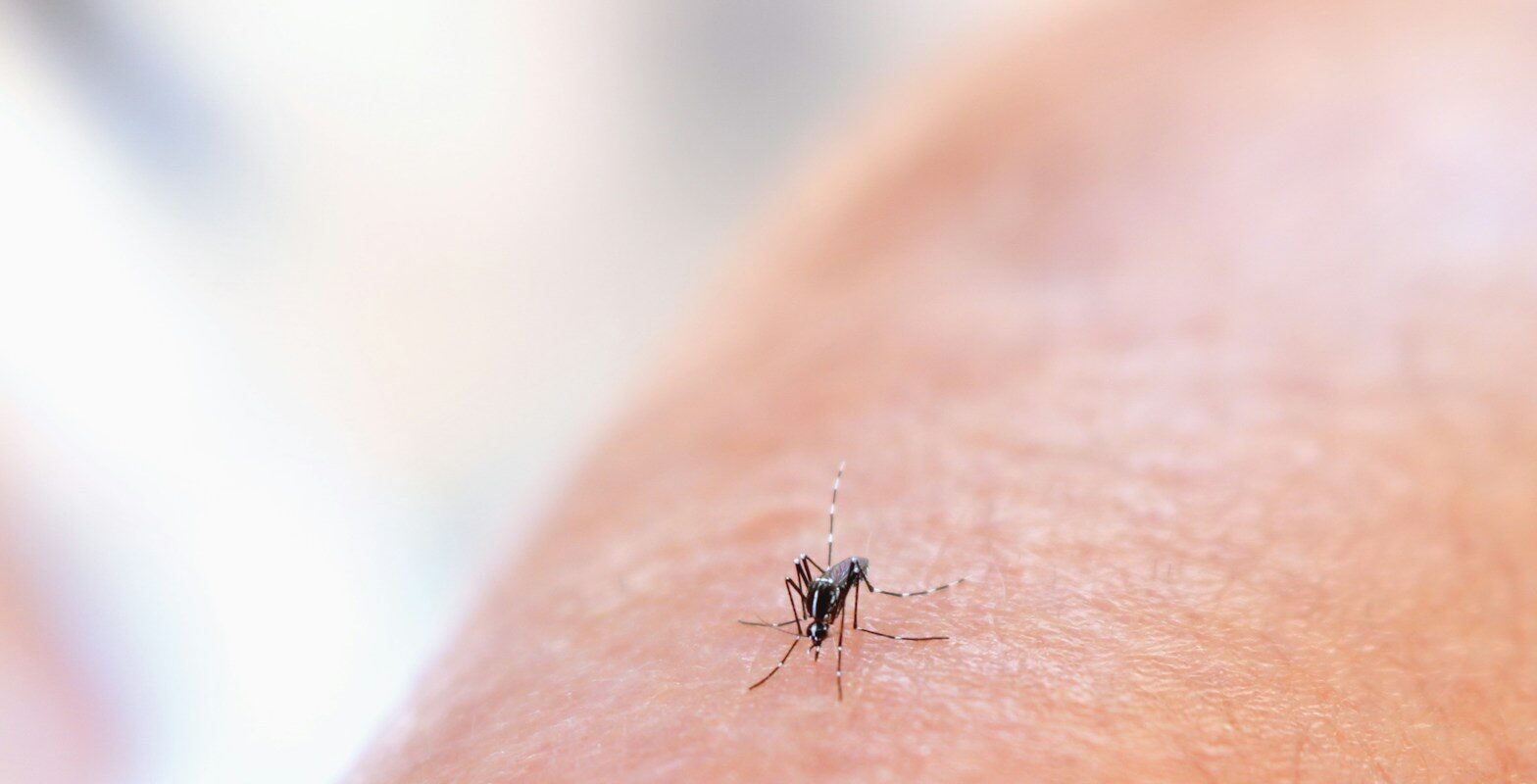a close up of a mosquito on a person's arm Minyak Esensial untuk Nyamuk