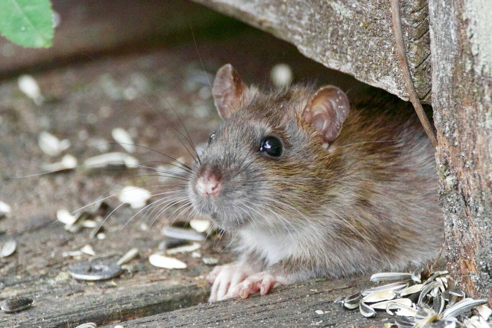 tikus
