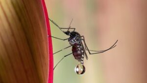 a close up of a mosquito on a flower