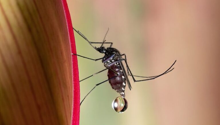 a close up of a mosquito on a flower