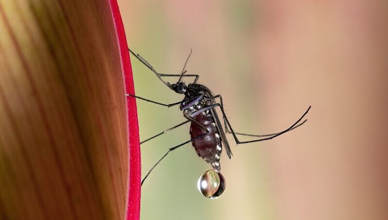 a close up of a mosquito on a flower
